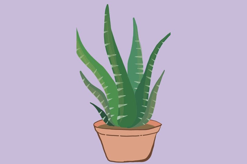 Aloes - symbol pamięci (Canva) /INTERIA.PL
