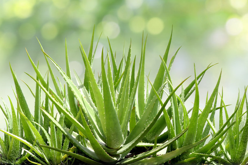 Aloes to roślina, do której przylgnęła łatka tzw. naturalnego oczyszczacza powietrza /123RF/PICSEL