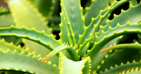 aloes trawienie /© Photogenica