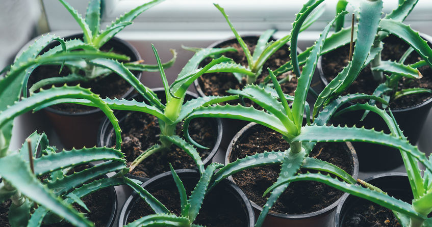 Aloes w doniczce w okresie wzrostu warto od czasu do czasu nawozić. Pozbywaj się też uschniętych liści. Najważniejszym zabiegiem pielęgnacyjnym jest jednak podlewanie