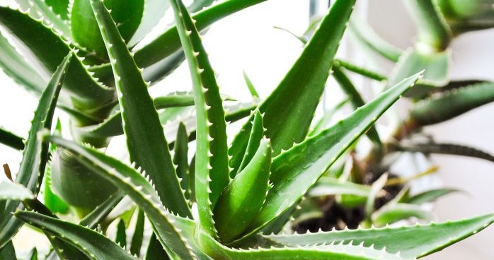 aloes właściwości /© Photogenica