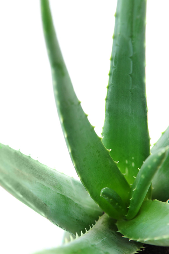 Aloes wspomaga odchudzanie poprzez oczyszczanie organizmu /© Photogenica