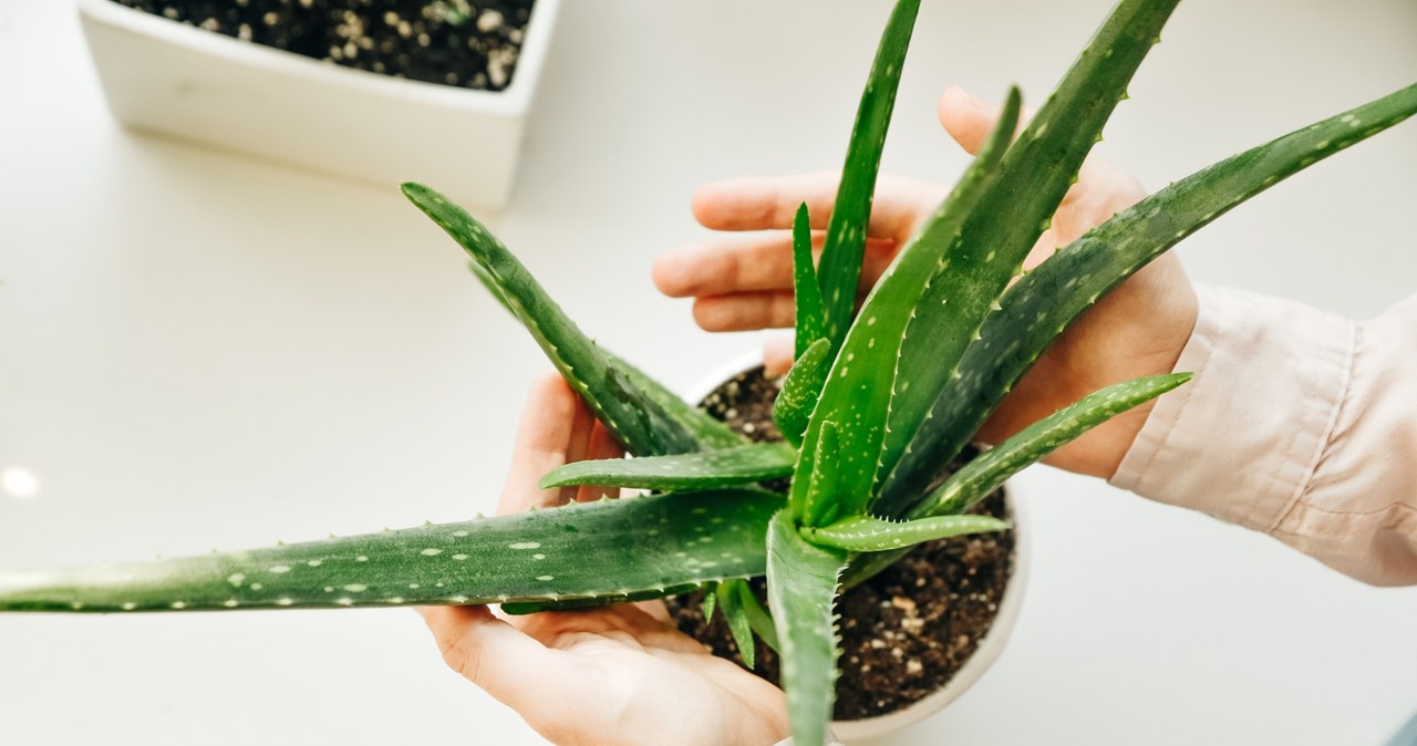 Aloes znajdował się w każdym mieszkaniu w PRL-u. /123RF/Picsel, 123RF/Picsel /Pixel