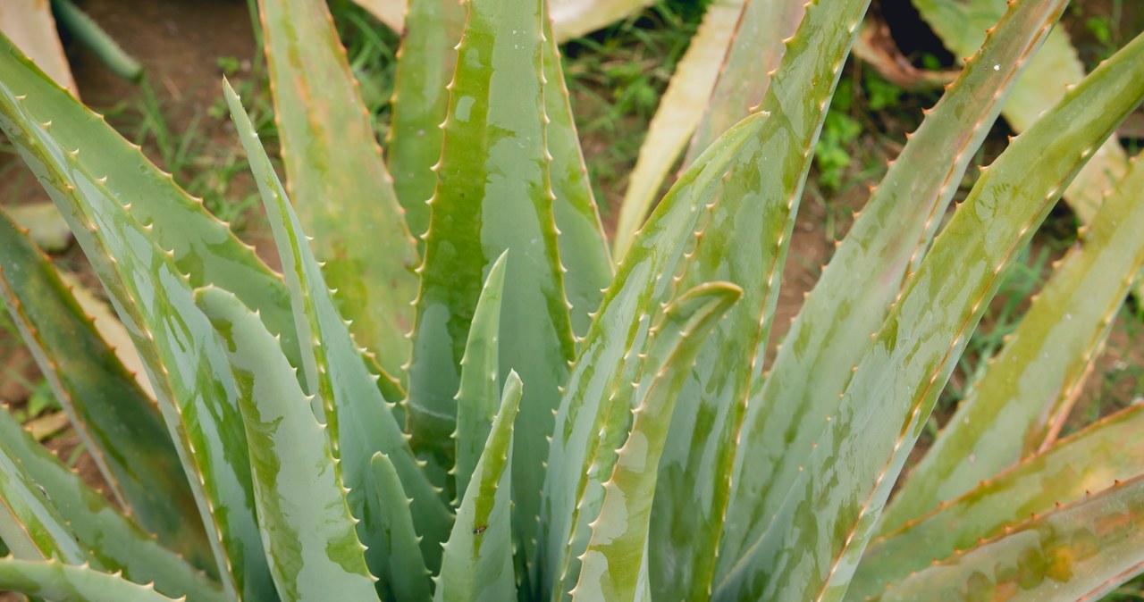 Aloes zwyczajny w grubych liściach zbiera wodę, więc może przetrwać krótkie okresy przesuszenia. /123RF/PICSEL