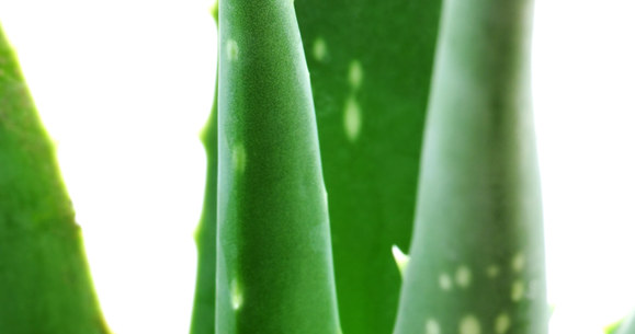 aloes /© Photogenica