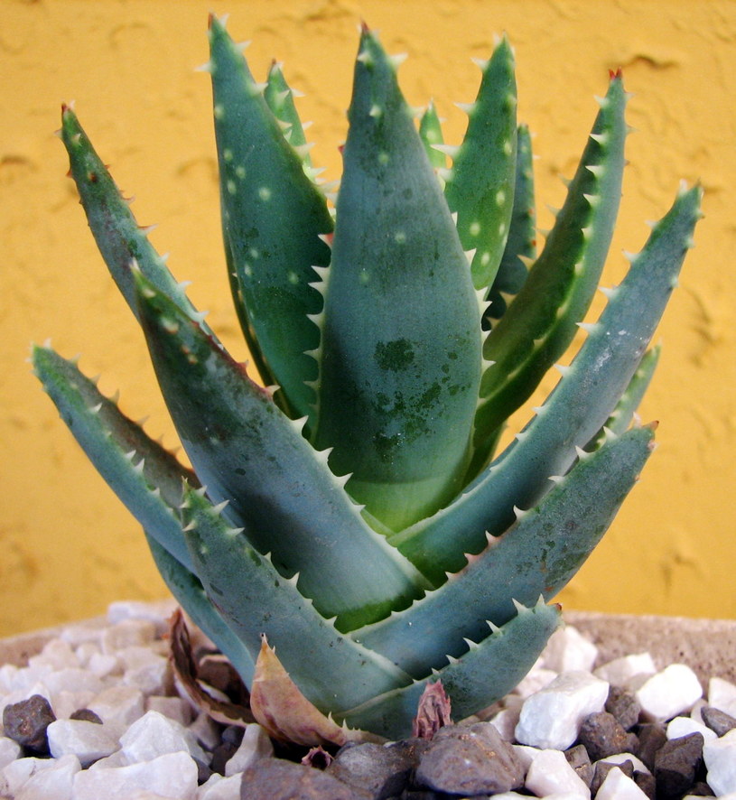 aloes /© Photogenica