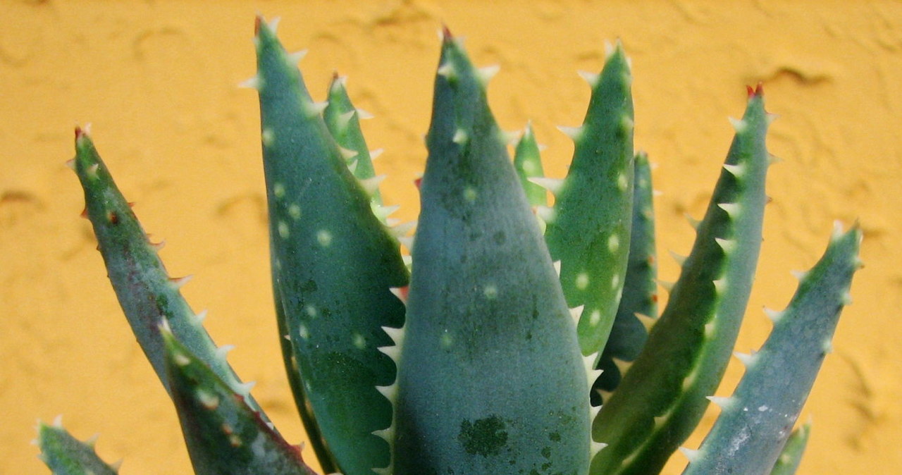 aloes /© Photogenica