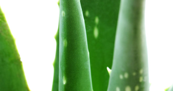 Aloes /© Photogenica