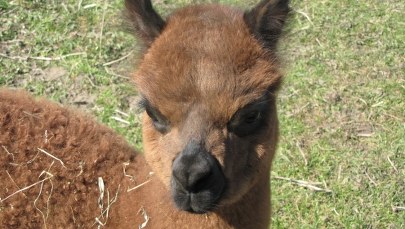 Alpaka przyszła na świat w hodowli niedaleko Szczecina