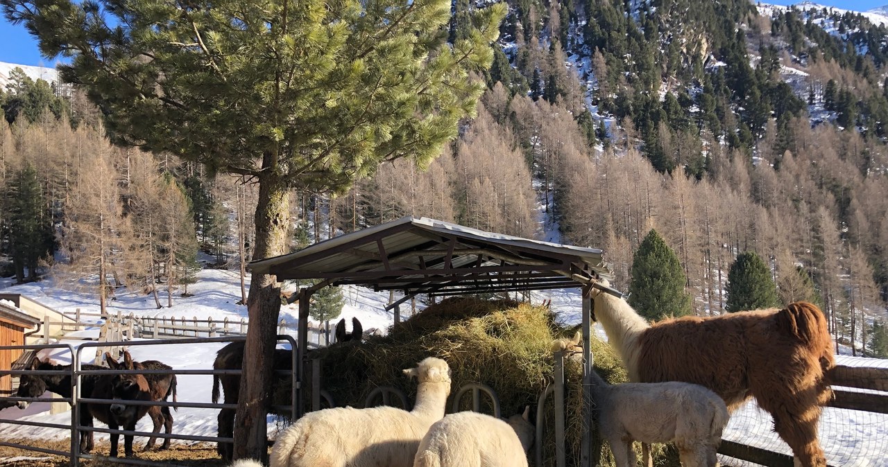 Alpakom z Livigno można pozazdrościć /Archiwum autora