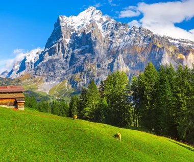 Alpejskie lasy znikają. Drzewa będą wędrować w chłodniejsze miejsca