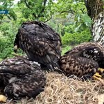 Alpiniści wchodzą na drzewa, ściągają bieliki i sokoły. Co się dzieje?