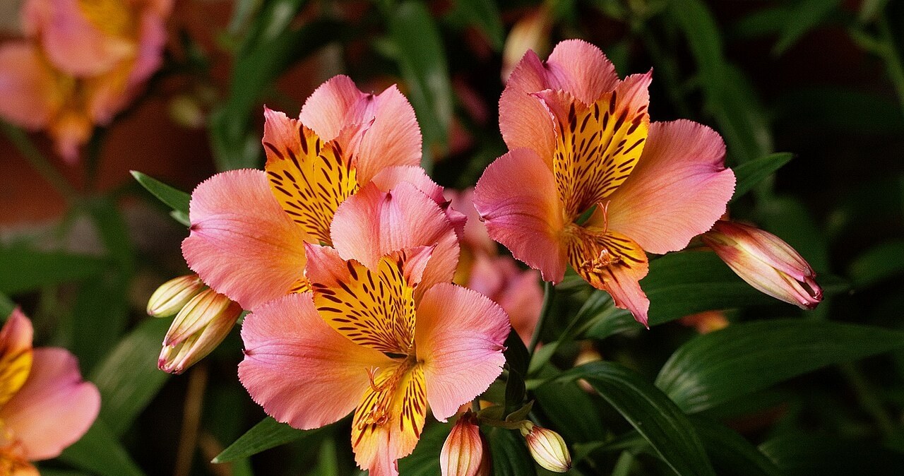 Alstremeria może kwitnąć do listopada /unknown /Wikimedia
