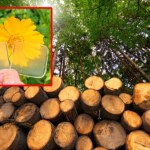 Alternatywa dla szkła i plastiku. Przezroczyste drewno z Osaki