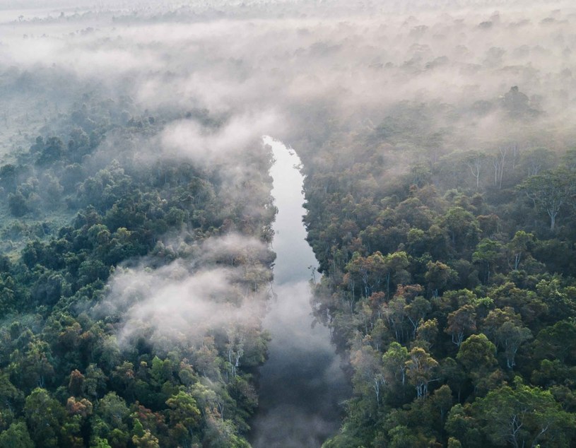 Amazonia jaką znamy może niedługo zniknąć /Unsplash