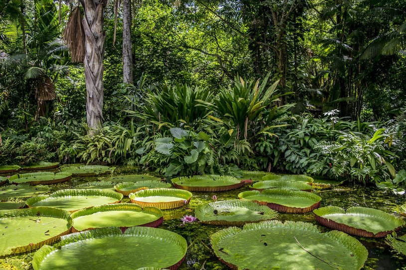 Amazonia już nie jest "płucami Ziemi". Czy zacznie być również emitentem metanu? /pixabay.com