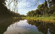 Amazonia, Laguna Chica /Encyklopedia Internautica