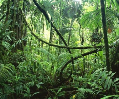 Amazonia uratowana. Brazylia otrzyma miliard dolarów