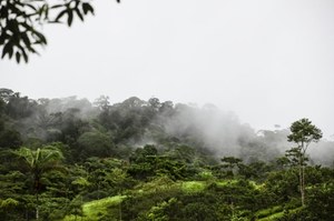 Amazonia w niebezpieczeństwie. Nadchodzące El Niño może wysuszyć dżunglę