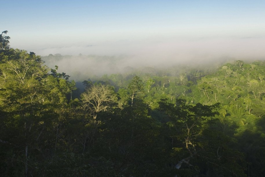 Amazonia /Therin-Weise/ Arco Images GmbH/DPA /PAP/EPA