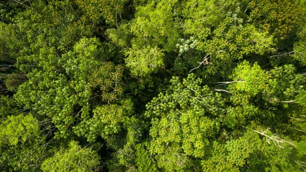 Amazońska dżungla na zdjęciu ilustracyjnym /Shutterstock