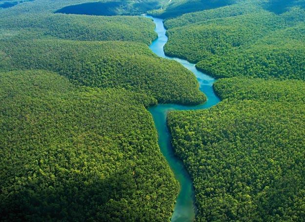 Amazońska dżungla /Wiedza i Życie