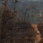 Amazońskie lasy znikają coraz szybciej
