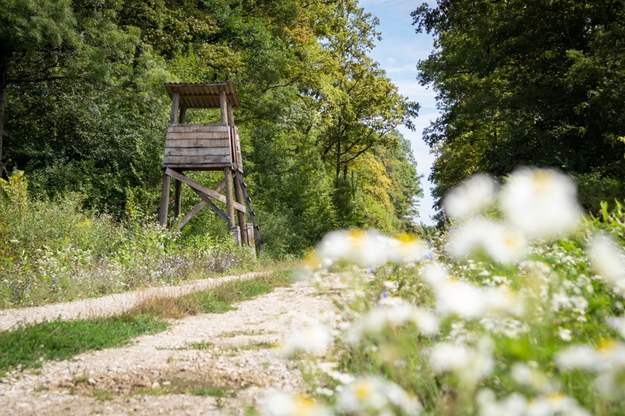 Ambona myśliwska na zdjęciu ilustracyjnym /Shutterstock