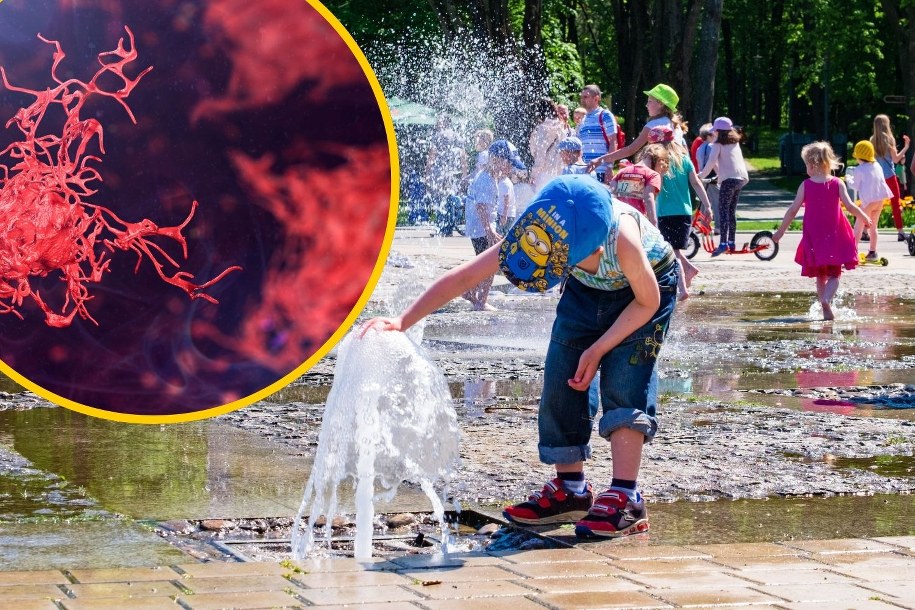 Ameby wolno żyjące – rosnące zagrożenie dla zdrowia w wodzie i glebie /Shutterstock