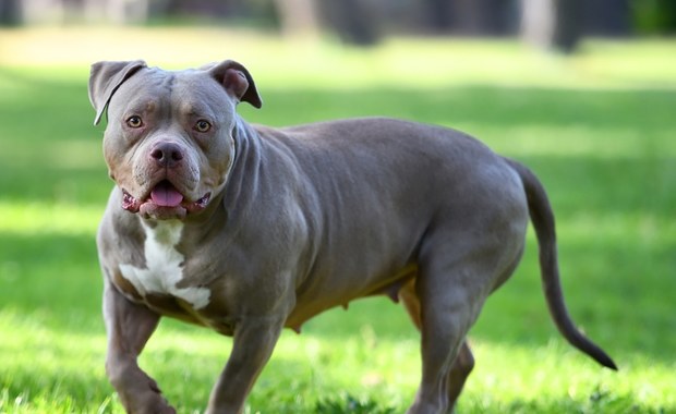 American bully rzucił się na kobietę na kempingu