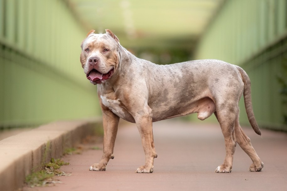 Kobieta zagryziona przez własne psy. American bully znów zaatakowały