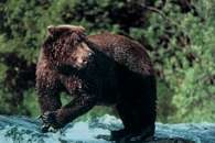 Ameryka Północna: niedźwiedź grizzli /Encyklopedia Internautica