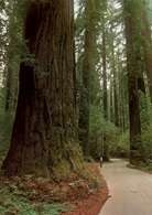 Ameryka Północna: sekwoje kalifornijskie, Redwood Park /Encyklopedia Internautica