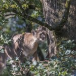 Amerykanie podjęli radykalną decyzję co do swego wielkiego kota