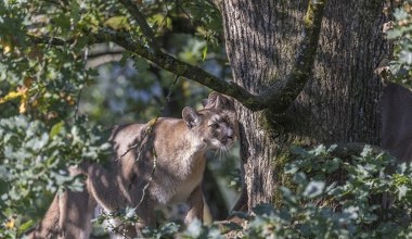Amerykanie podjęli radykalną decyzję co do swego wielkiego kota