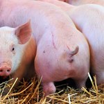Amerykanie rozważają wstrzymanie importu wieprzowiny z Polski