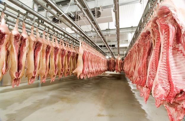 Amerykanie wstrzymują import polskiej wieprzowiny /&copy;123RF/PICSEL