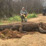 Amerykanie złapali aligatora-giganta