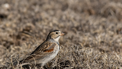 Amerykanie zmieniają nazwy gatunków ptaków. Powodem biografie badaczy