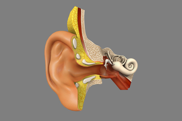 Amerykańscy naukowcy wydrukowali ucho, mięsień i kość /123RF/PICSEL