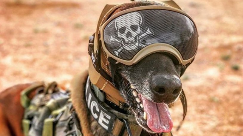 Amerykańska armia zamierza lepiej zadbać o świetny słuch swoich psich pomocników /Geekweek