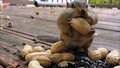 Amerykańska wiewiórka ma duży apetyt i niesamowite zdolności magazynowe