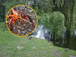Amerykański intruz zaatakował stawy w Poznaniu. Inwazja raków luizjańskich
