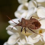 wtyk amerykański Amerykański robak w naszych domach. Śmierdzi i właśnie szuka schronienia