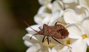 Amerykański robak w naszych domach. Śmierdzi i właśnie szuka schronienia