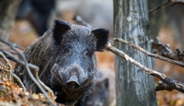 Amerykańskie dziki robią się niebieskie w środku. Jest ostrzeżenie