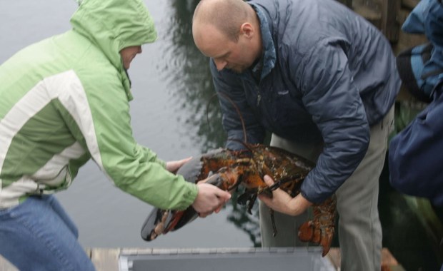 Amerykańskie homary mają dość i migrują do Kanady
