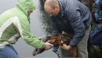 Amerykańskie homary mają dość i migrują do Kanady