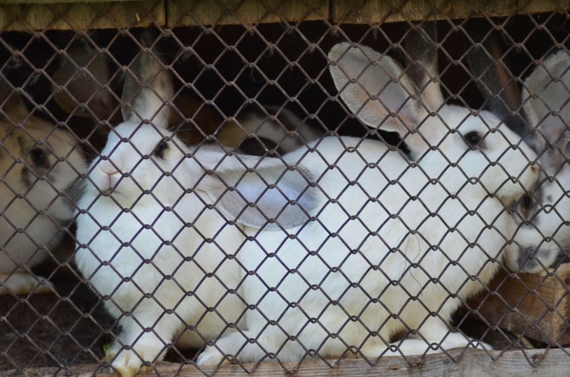 Amerykańskie króliki cierpią z powodu tajemniczej choroby /123RF/PICSEL
