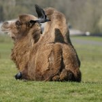 Amok w zoo. Zwierzęta nie mają spokoju. Ptaki posuwają się do kradzieży
